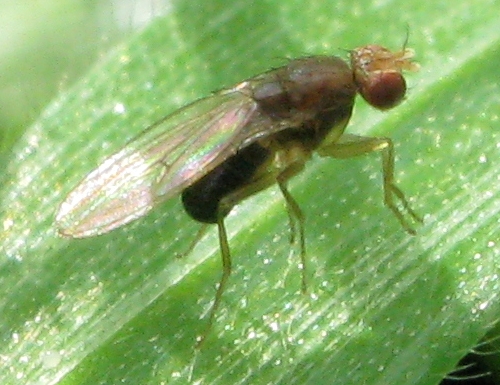 Drosophilidae.